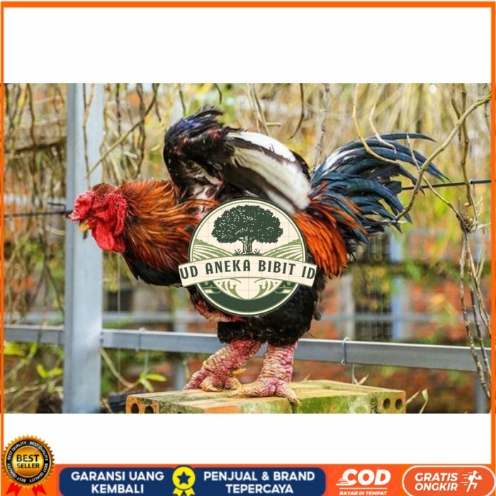 

Telur ayam hias dong tao fertil asli siap ditetaskan - ayam dong tao UD ANEKA BIBIT ID