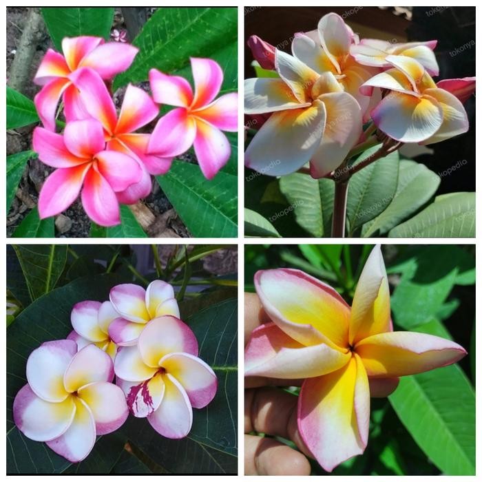 Stek Batang Kamboja Plumeria paket PJ31