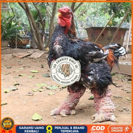 

Telur ayam dong tao / telur ayam hias / telur fertil siap kirim UD GHANIYY BIBIT ID