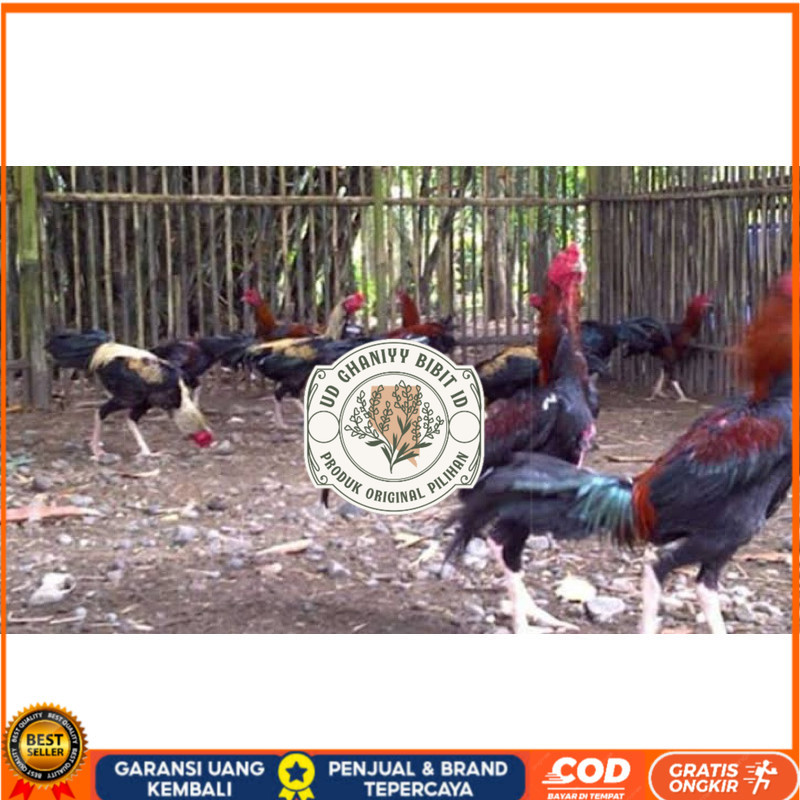 

TELUR FERTIL AYAM BK X AKA UNTUK DI TETASKAN UD GHANIYY BIBIT ID