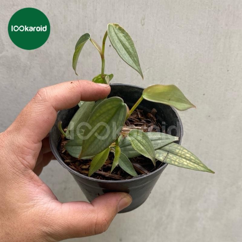 Tanaman Hias Philodendron Burle Marx Fantasy | Philodendron Burlemarx Fantasy