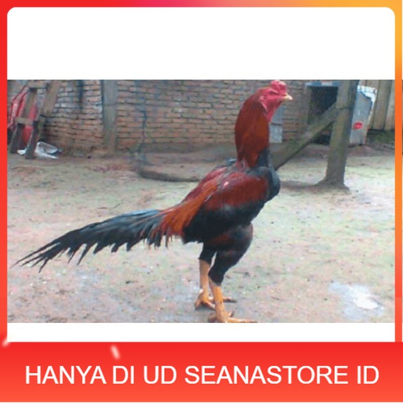 

TELUR AYAM PAKHOY TURUNAN IMPORT UD SEANASTORE ID