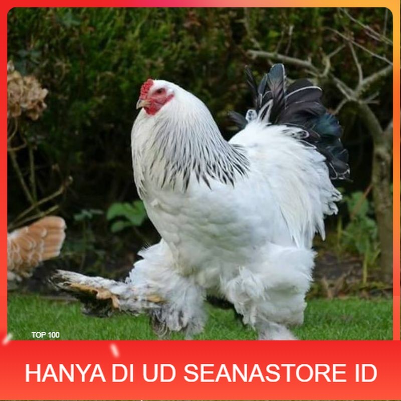 

TELUR AYAM HIAS BRAHMA COLOMBIA BIG JUMBO UNTUK DI TETASKAN UD SEANASTORE ID