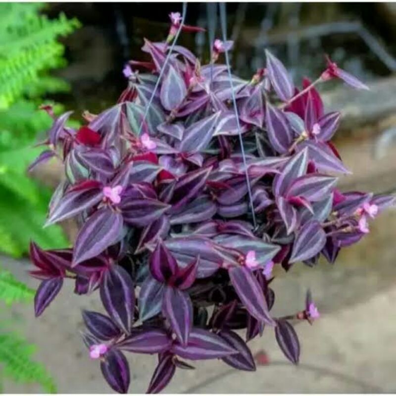 Tanaman hias sabrina pink / zebrina pink rimbun