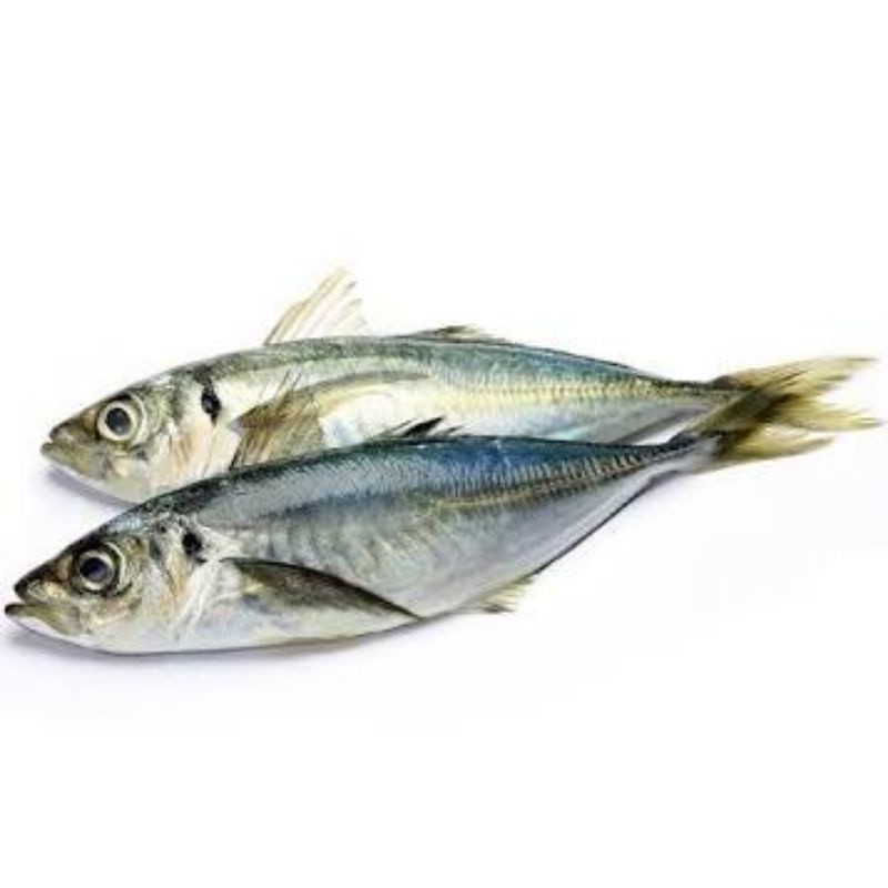 

Ikan Kembung Banjar, Kembung Layang, Salem (Bersih)