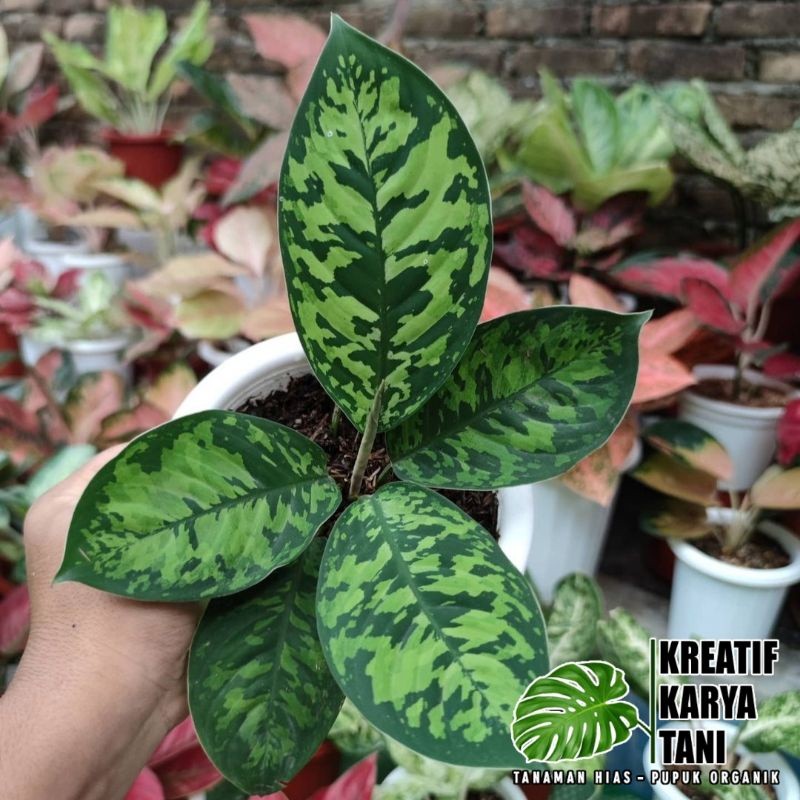 Tanaman hias hamalomena wallisii - Hamalomena walisi - Hamalomena