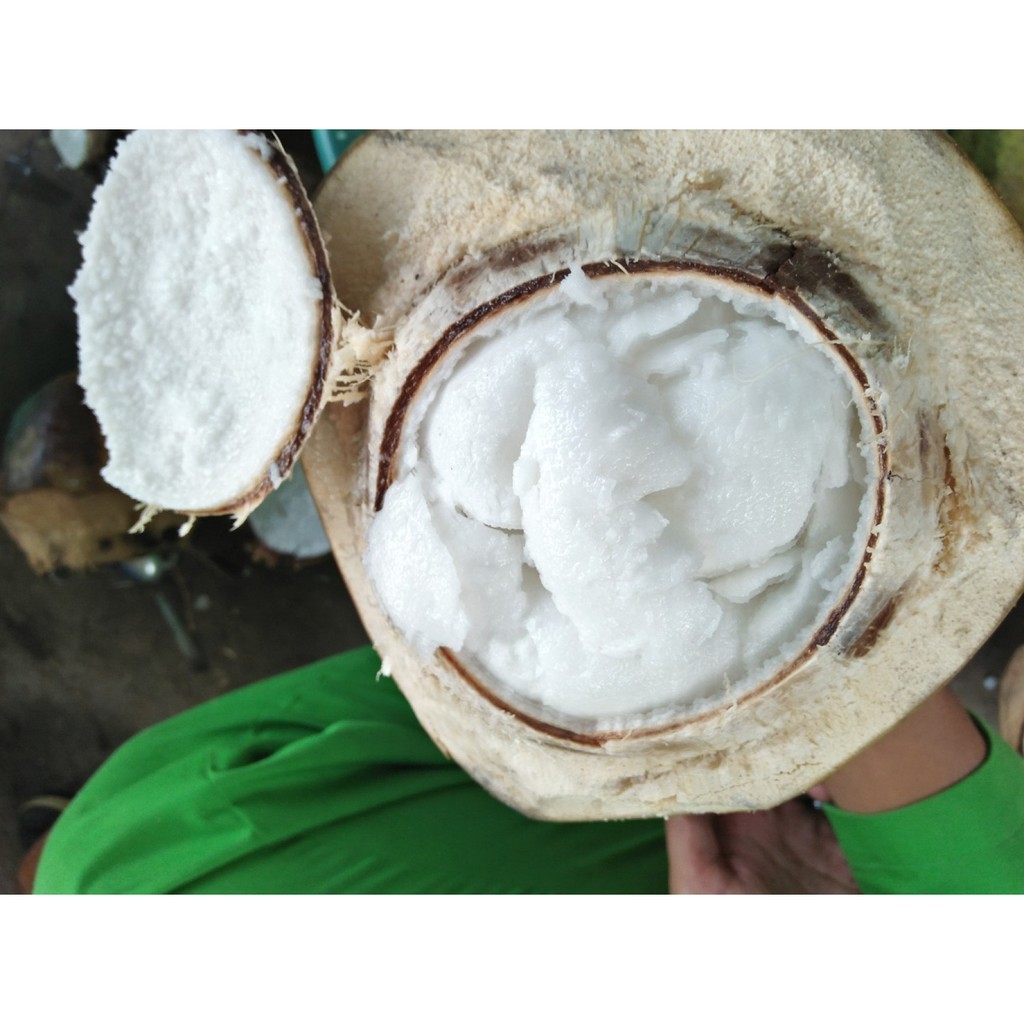 Kyoolaa Bibit Kelapa Kopyor Asli 100% Pati