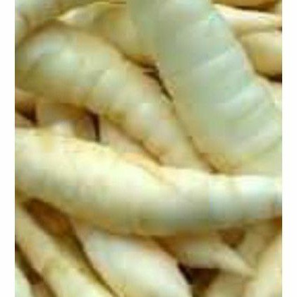 

Umbi garut 1kg irut segar / umbi garut segar umbi terigu obat asam lambung MURAH YL