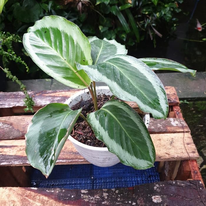 calathea Gecko dewasa