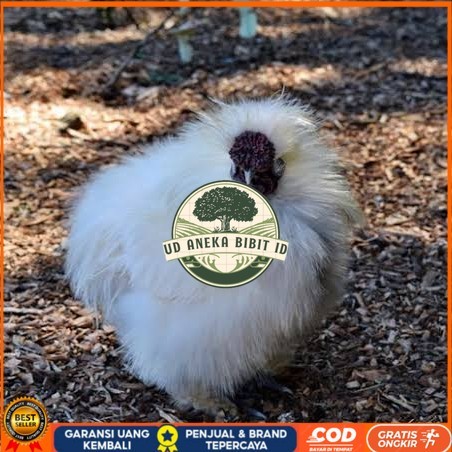 

Telur ayam kapas / telur ayam hias / telur fertil siap cod UD ANEKA BIBIT ID