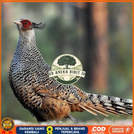 

Telur ayan hias ringneck cheer pheasant fertil untuk ditetaskan UD ANEKA BIBIT ID