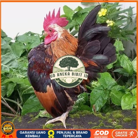 

Telur ayam serama / kate lokal fertil asli siap ditetaskan - ayam kate lokal UD ANEKA BIBIT ID