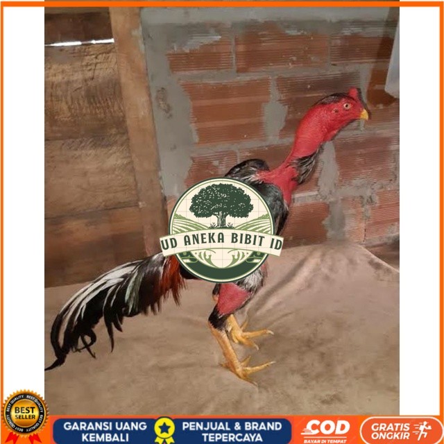 

TELUR AYAM SAIGON TANGGUH UNTUK DI TETASKAN UD ANEKA BIBIT ID