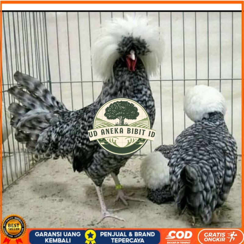 

TELUR AYAM HIAS POLAND BULU WALIK / BULU ORI untuk di tetaskan UD ANEKA BIBIT ID