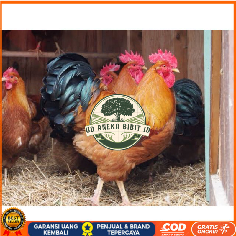 

TELUR FERTIL AYAM NEWHAMPSHIRE IMPORT UNTUK DITETASKAN UD ANEKA BIBIT ID