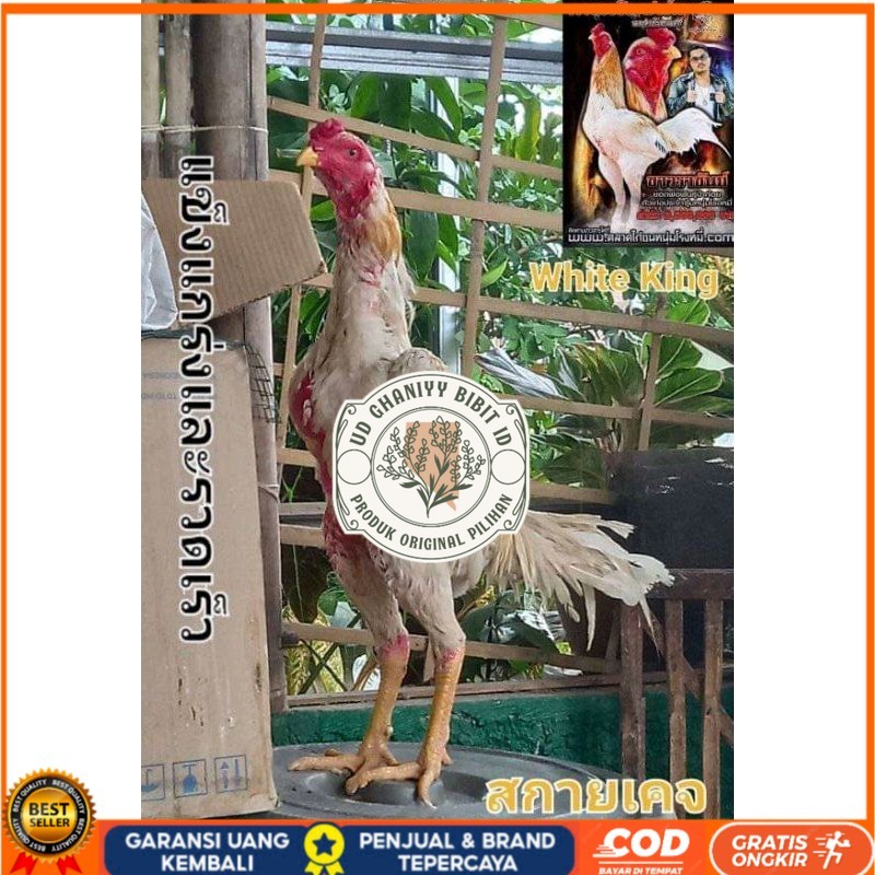 

COD TELUR FERTIL PLUCKER SUPER UD GHANIYY BIBIT ID