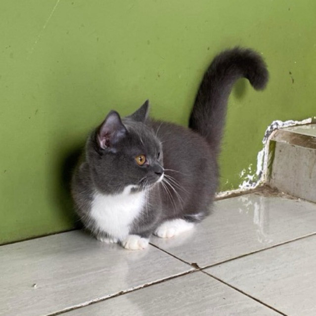 kucing bsh munchkin jantan kitten 8 buln