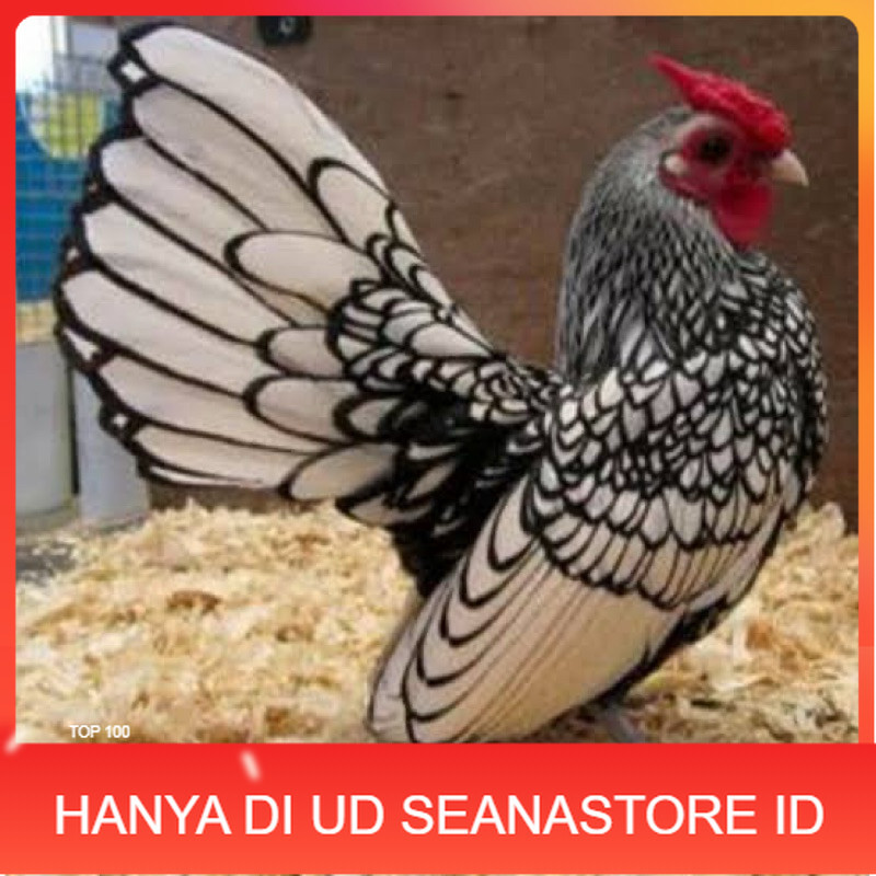 

TELUR FERTIL AYAM BATIK ITALY UNTUK DI TETASKAN UD SEANASTORE ID