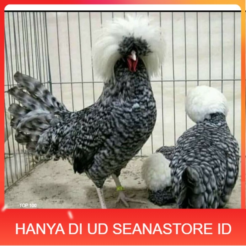 

TELUR AYAM HIAS POLAND BULU WALIK / BULU ORI untuk di tetaskan UD SEANASTORE ID