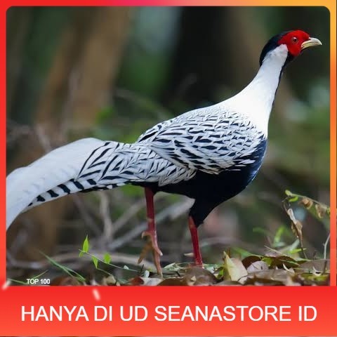 

Telur ayam hias ringneck silver pheasant fertil asli UD SEANASTORE ID