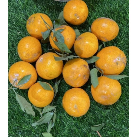 

Jeruk Siam Madu Manis Fresh