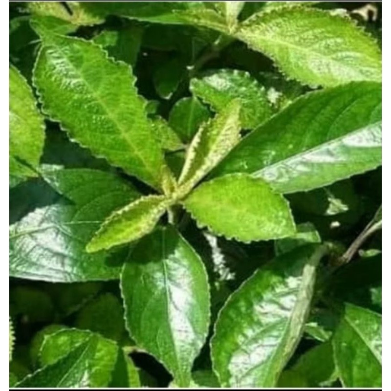 

Daun keji beling /daun pecah beling untuk 1kg ready stok