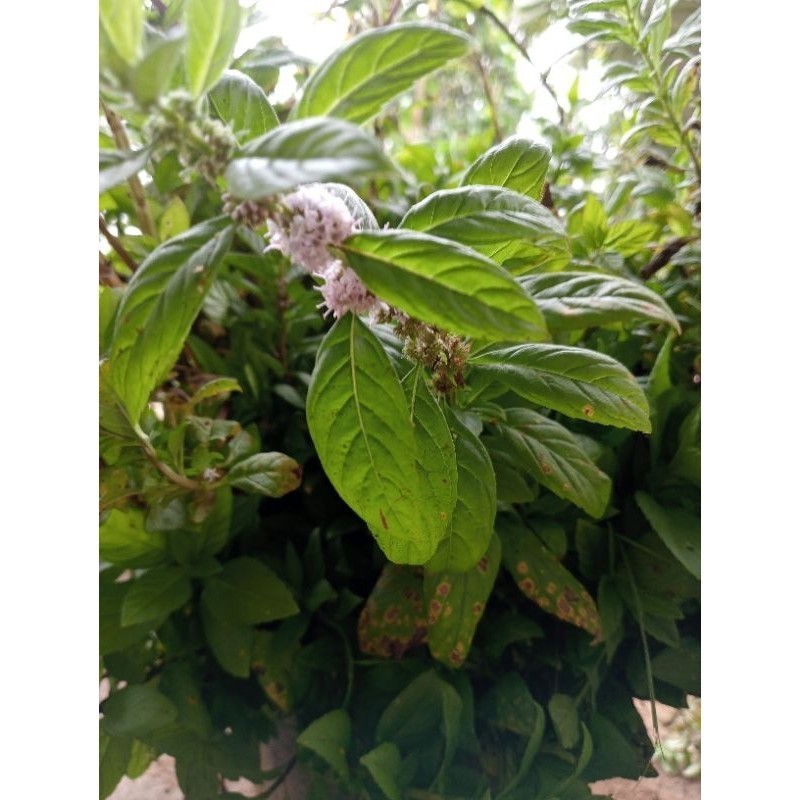 

promo daun selasih aroma herbal berkualitas obat herbal pilihan 500grm #terlaris