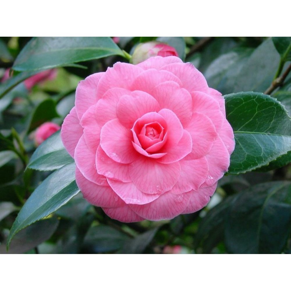 tanaman hias Bunga Camelia pink - Bibit bunga camelia bibit tanaman kamelia asli cangkok