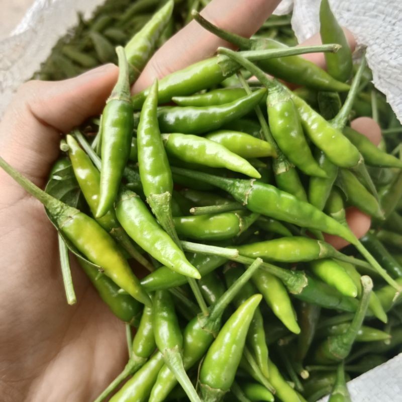 

cabe rawit RAWIT HIJAU SUPER 1/2 kg