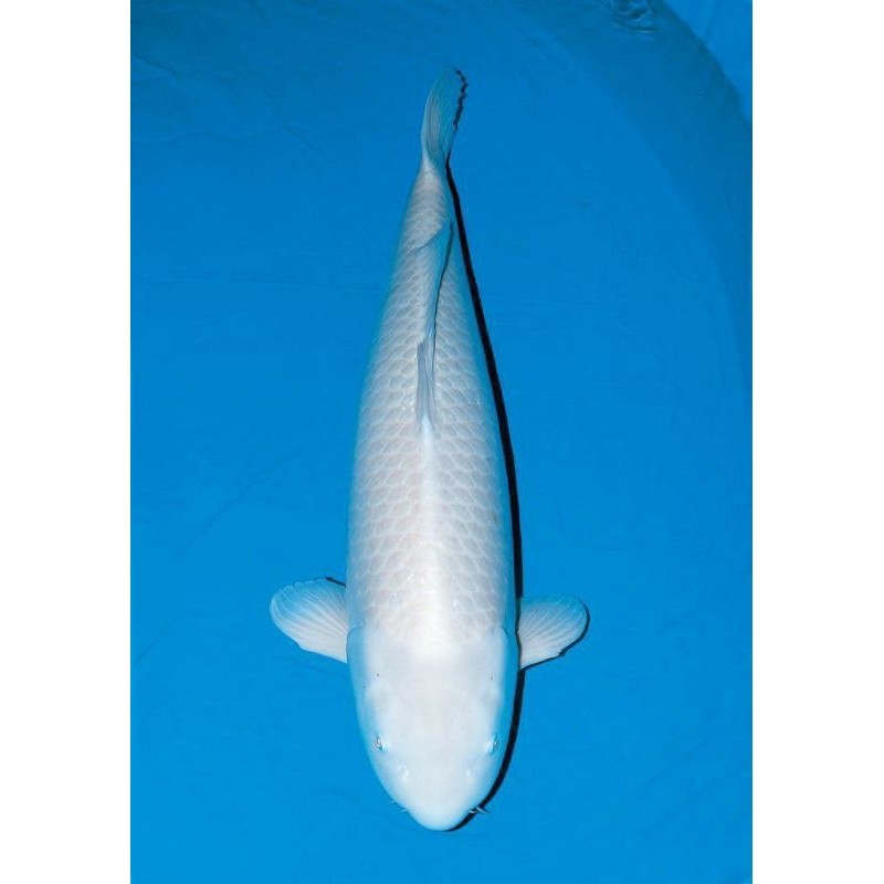 PROMO MURAH KOI PLATINUM SIZE 20-25CM