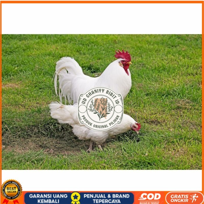 

Telur ayam hias leghorn white fertil asli siap ditetaskan - ayam-leghorn UD GHANIYY BIBIT ID