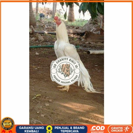 

Telur ayam hias putih nasional bangkok putih siap tetas - ayam nasional UD GHANIYY BIBIT ID