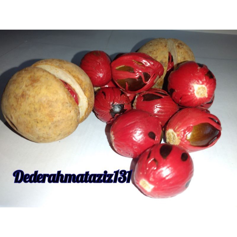 Benih biji Pala siap semai..