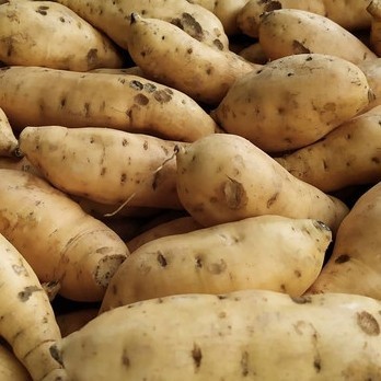 

ubi kuning madu pasar online makassar