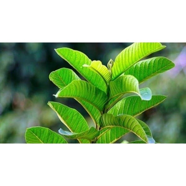

New Promo DAUN JAMBU BIJI SEGAR 100 Gram #terlaris