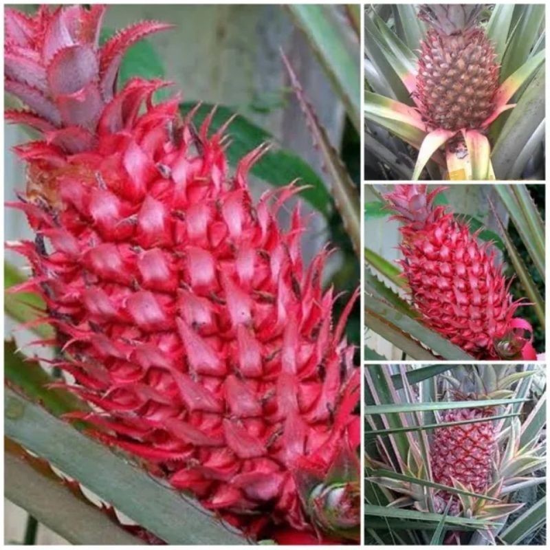 

Buah Nanas merah hutan herbal