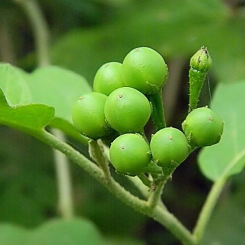 

Tekokak Rimbang 100 gr