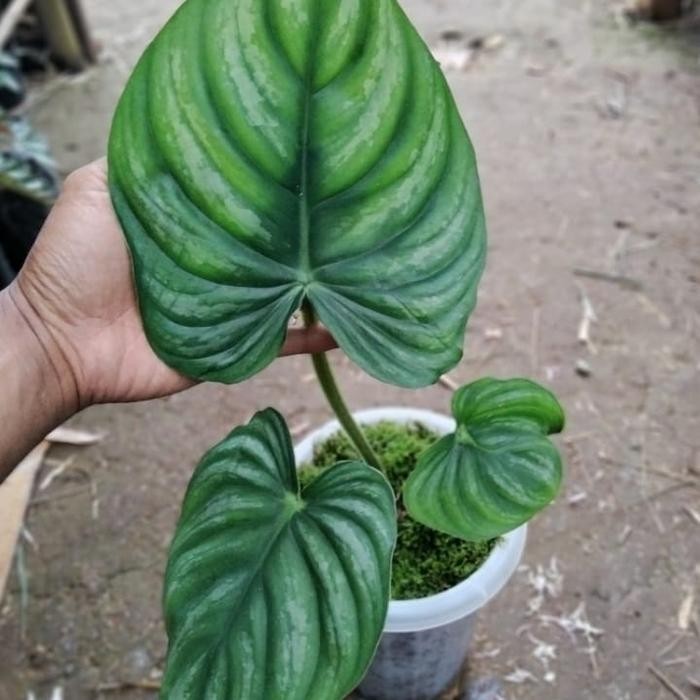 philodendron plowmanii black face