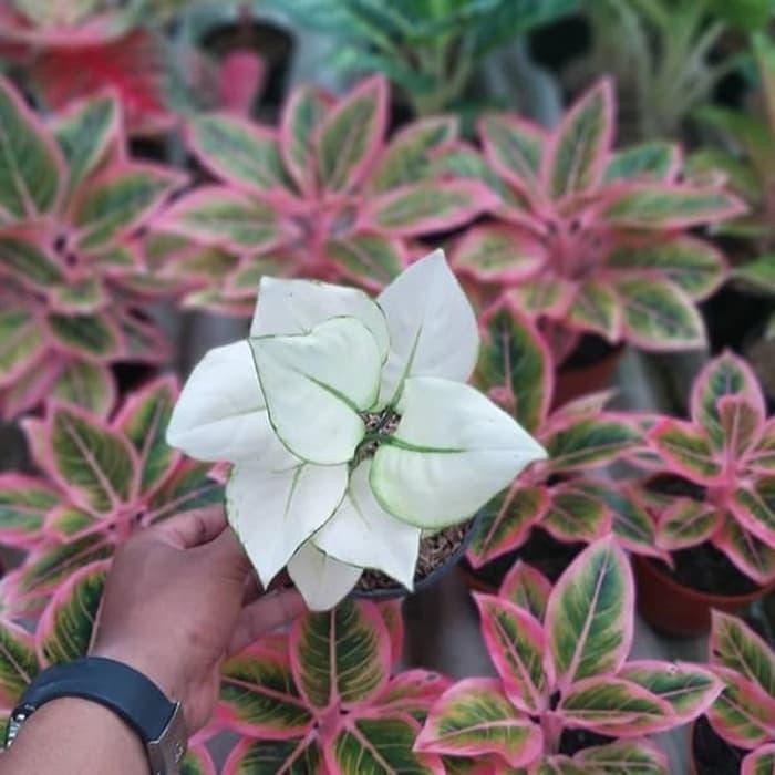 tanaman hias aglonema super putih tissue