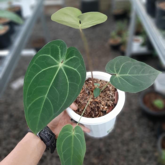 anthurium magnificum verde kuping gajah