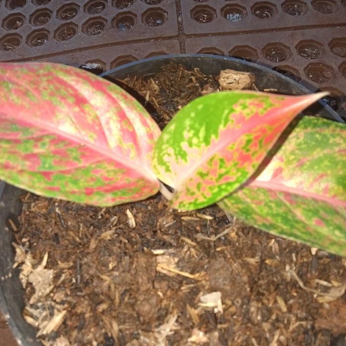 aglonema red stardust anakan