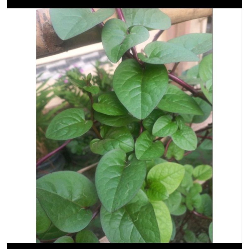 

daun binahong merah/250g
