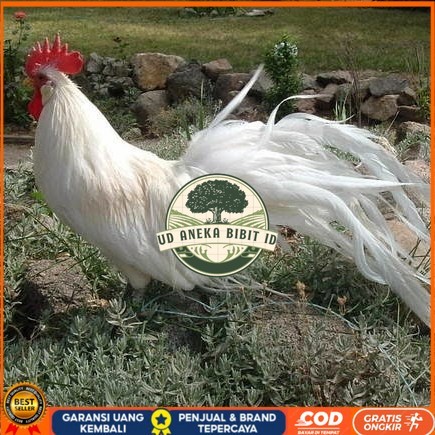 

Telur ayam hias onagadori ekor panjang fertil siap ditetaskan - ayam onagadori UD ANEKA BIBIT ID