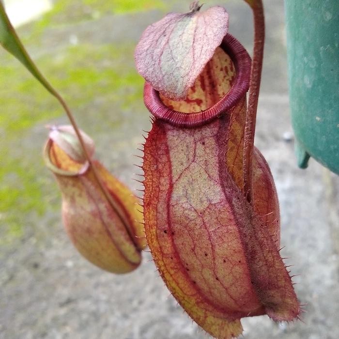 Nepenthes MirabilisxThorellixGlobosa hybrid