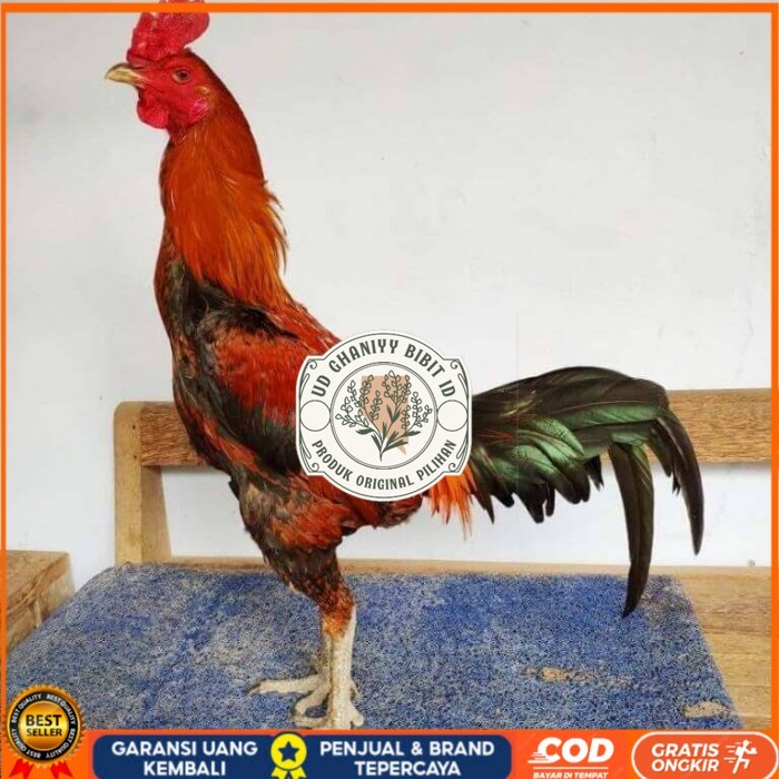 

Telur ayam bangkok pama mangon petarung fertil asli UD GHANIYY BIBIT ID