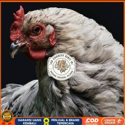 

Telur ayam arab / telur ayam hias / telur fertil siap cod UD GHANIYY BIBIT ID