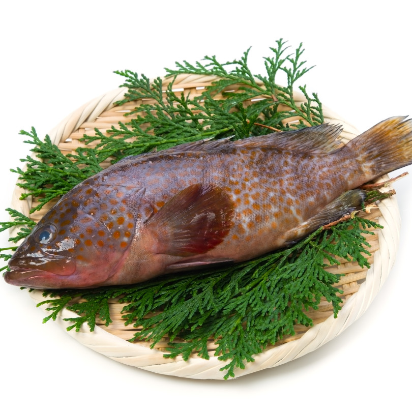 

Ikan Kerapu Segar 1kg