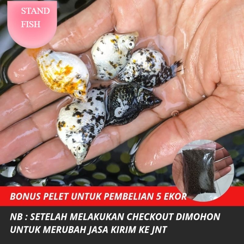 Dekorasi Aquarium Molly Marble indukan