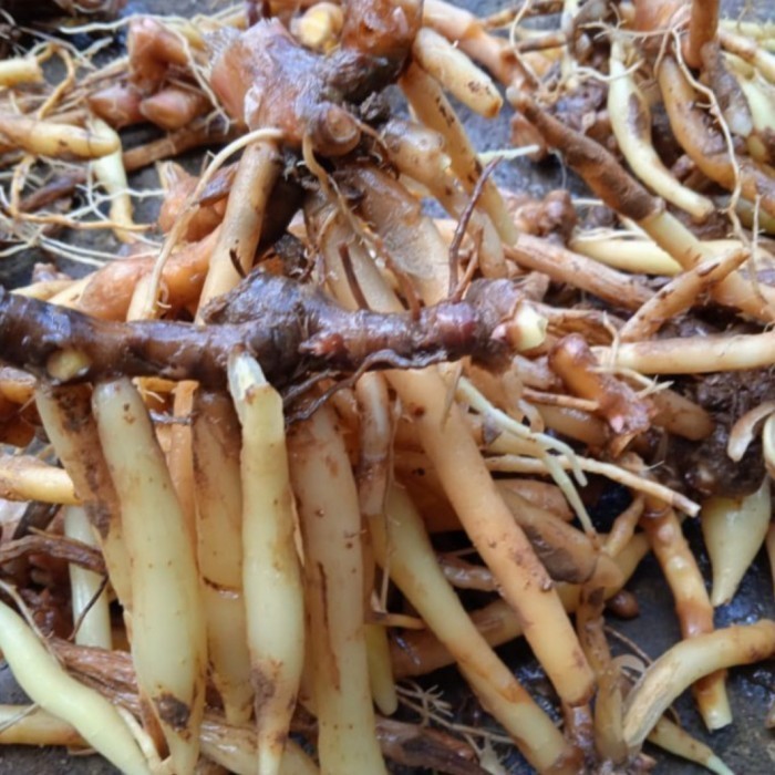 

Extra Herbal Temu Kunci segar 1 kg