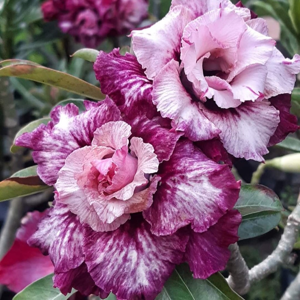 Bibit Adenium Bunga Tumpuk ID SIMONE Kamboja Jepang